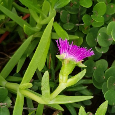 Carpobrotus dimidiatus, photographed by Margaret Burger