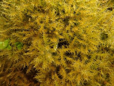 Campylium chrysophyllum, photographed by Christian Berg