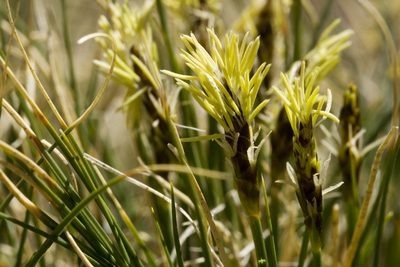 Carex elynoides, photographed by Cecelia Alexander