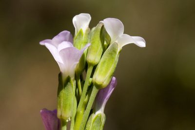 Boechera angustifolia, photographed by Cecelia Alexander
