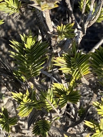 Oedera steyniae, photographed by Christina