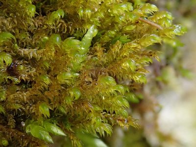 Hygrohypnum luridum, photographed by Christian Berg