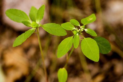 Euphorbia bifurcata, photographed by Cecelia Alexander