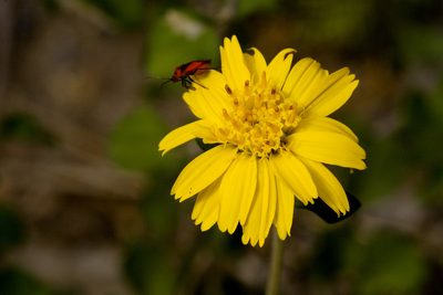 Jefea brevifolia, photographed by Cecelia Alexander
