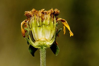 Jefea brevifolia, photographed by Cecelia Alexander