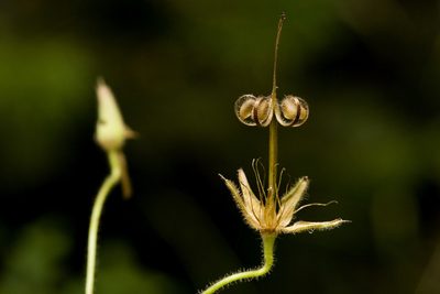Geranium dodecatheoides, photographed by Cecelia Alexander