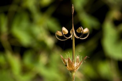Geranium dodecatheoides, photographed by Cecelia Alexander