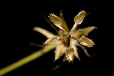 Geranium dodecatheoides, photographed by Cecelia Alexander