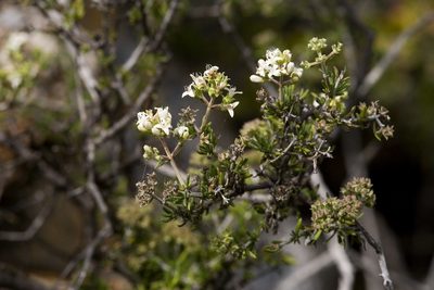 Arcytophyllum fasciculatum, photographed by Cecelia Alexander