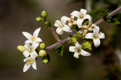 Arcytophyllum fasciculatum, photographed by Cecelia Alexander
