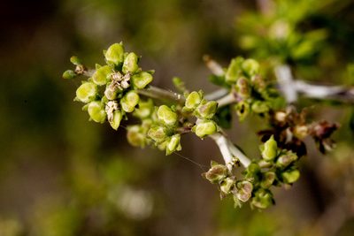 Arcytophyllum fasciculatum, photographed by Cecelia Alexander