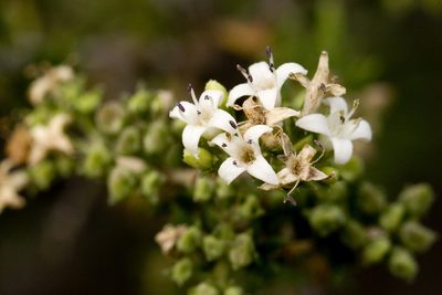 Arcytophyllum fasciculatum, photographed by Cecelia Alexander
