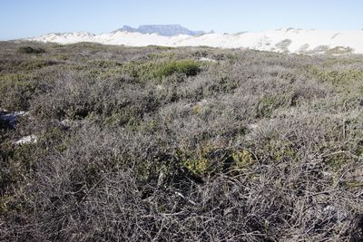 Nidorella foetida, photographed by Tony Rebelo