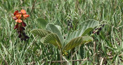 Eriosema distinctum, photographed by Alan Manson