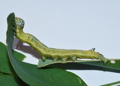 Calpurnia aurea, photographed by Sunčana Bradley