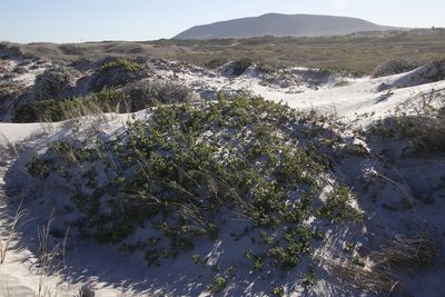 Tetragonia decumbens, photographed by Tony Rebelo