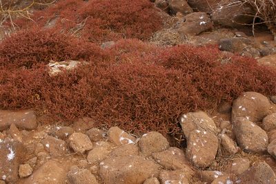 Sesuvium edmonstonei, photographed by Don Johnston