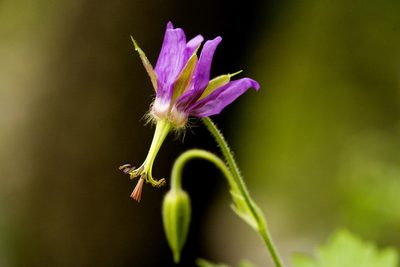 Geranium dodecatheoides, photographed by Cecelia Alexander