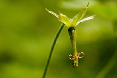 Geranium dodecatheoides, photographed by Cecelia Alexander