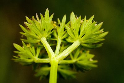 Podistera eastwoodiae, photographed by Cecelia Alexander