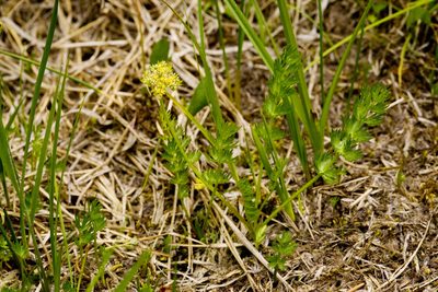 Podistera eastwoodiae, photographed by Cecelia Alexander