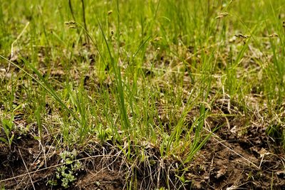 Carex bella, photographed by Cecelia Alexander