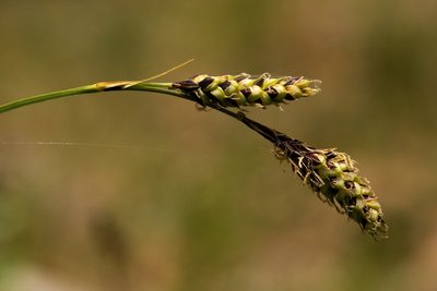 Carex bella, photographed by Cecelia Alexander