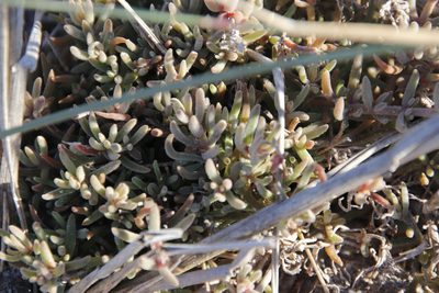 Mesembryanthemum canaliculatum, photographed by Tony Rebelo