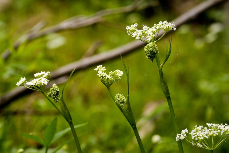 Oxypolis fendleri, photographed by Cecelia Alexander