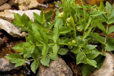 Oxypolis fendleri, photographed by Cecelia Alexander