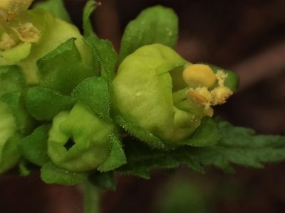 Scrophularia vernalis, photographed by Christian Berg