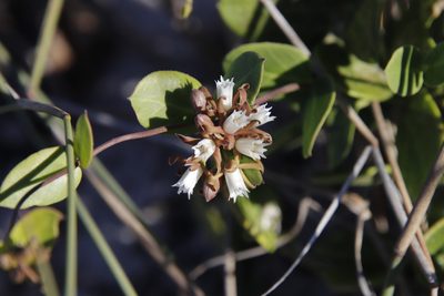 Cynanchum africanum, photographed by Tony Rebelo