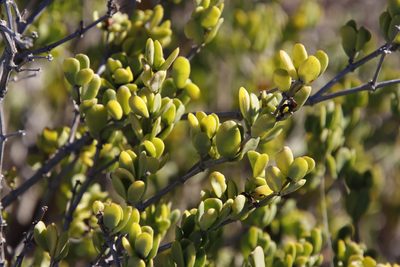 Roepera flexuosa, photographed by Tony Rebelo