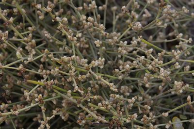 Alternanthera filifolia, photographed by Don Johnston