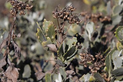 Senecio halimifolius, photographed by Tony Rebelo