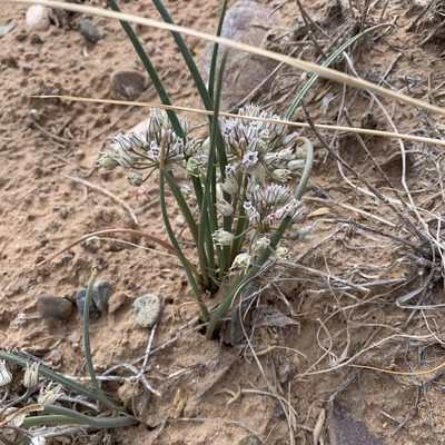 Allium macropetalum, photographed by Ethan Wright-Magoon
