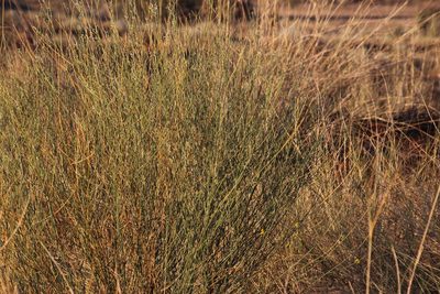 Crotalaria virgultalis, photographed by Tony Rebelo