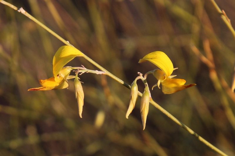 Crotalaria virgultalis, photographed by Tony Rebelo