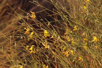 Crotalaria virgultalis, photographed by Tony Rebelo