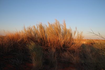 Calobota linearifolia, photographed by Tony Rebelo