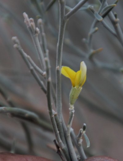 Calobota linearifolia, photographed by Tony Rebelo