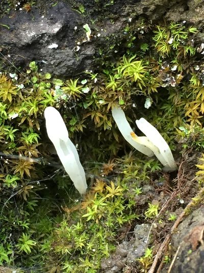 Gongylanthus ericetorum, photographed by Andre Hosper