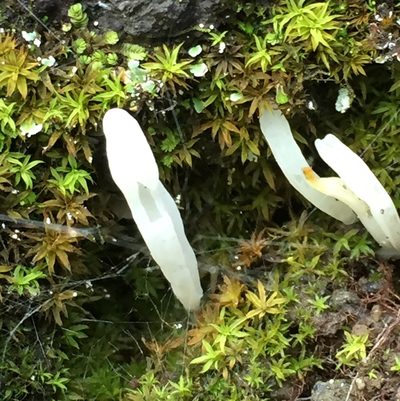 Gongylanthus ericetorum, photographed by Andre Hosper