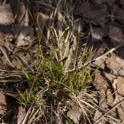Carex montana, photographed by Иван Шихалев