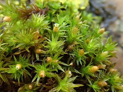 Lewinskya striata, photographed by Christian Berg