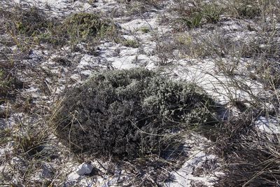 Helichrysum niveum, photographed by Tony Rebelo
