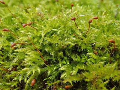 Sciuro-hypnum populeum, photographed by Christian Berg