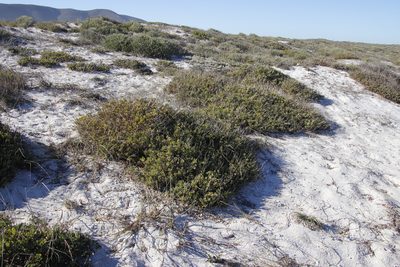 Othonna coronopifolia, photographed by Tony Rebelo