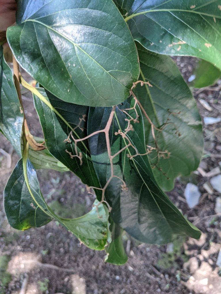 Cordia eriostigma, photographed by Jake Rehage