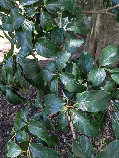 Cordia eriostigma, photographed by Jake Rehage